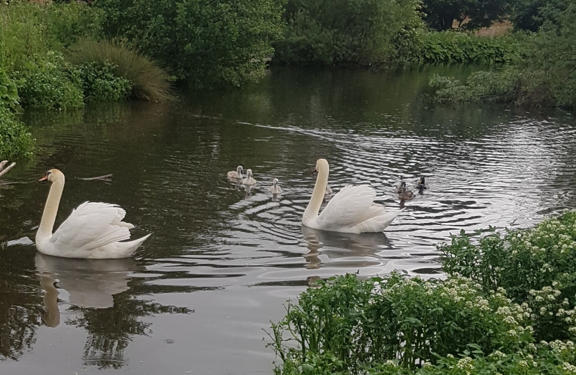 Swans at Pandy Pond